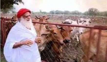 आशाराम बापू द्वारा संचालित गौशालाएँ गौसेवा और संरक्षण के लिए समर्पित हैं। इन गौशालाओं में निराश्रित और बीमार गायों की देखभाल की जाती है। यहाँ गौमूत्र, गोबर और पंचगव्य उत्पादों का भी उपयोग किया जाता है, जिससे जैविक खेती और आयुर्वेदिक चिकित्सा को बढ़ावा मिलता है। आश्रमों में गौसेवा को आध्यात्मिक कार्य माना जाता है और भक्तों को गौ रक्षा के लिए प्रेरित किया जाता है। गौशालाएँ प्राकृतिक संतुलन बनाए रखने में सहायक होती हैं।