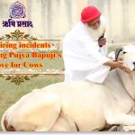 गौशाला, गौसेवा, बापूजी का अभियान, भारतीय संस्कृति